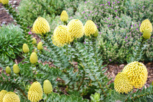 Pincushion Fynbos Plant Close Up
