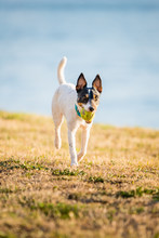 Parson Russell Terrier Dog Playing With Ball, Running, Jumping, In Nature, Outdoors, Park At Sunset Near Water, Lake, River