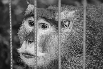 portrait of a sad patas monkey held captive in a cage at the zoo. concept of animal rights, abuse, c