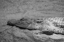Close Up Photo Of A Large Crocodile Resting On Warm Sand. Big Cold Blooded Reptile With Skin, Eyes And Teeth Details.