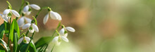 Galanthus Nivalis Or Common Snowdrop - Blooming White Flowers In Early Spring In The Forest, Closeup With Space For Text. Spring Background, Banner.