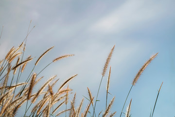  Spring or summer abstract nature background with grass in the meadow and blue sky in the back