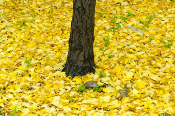 Fall yellow autumn leaves from ginko tree on the ground