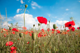 Fototapeta Kwiaty - red poppy field