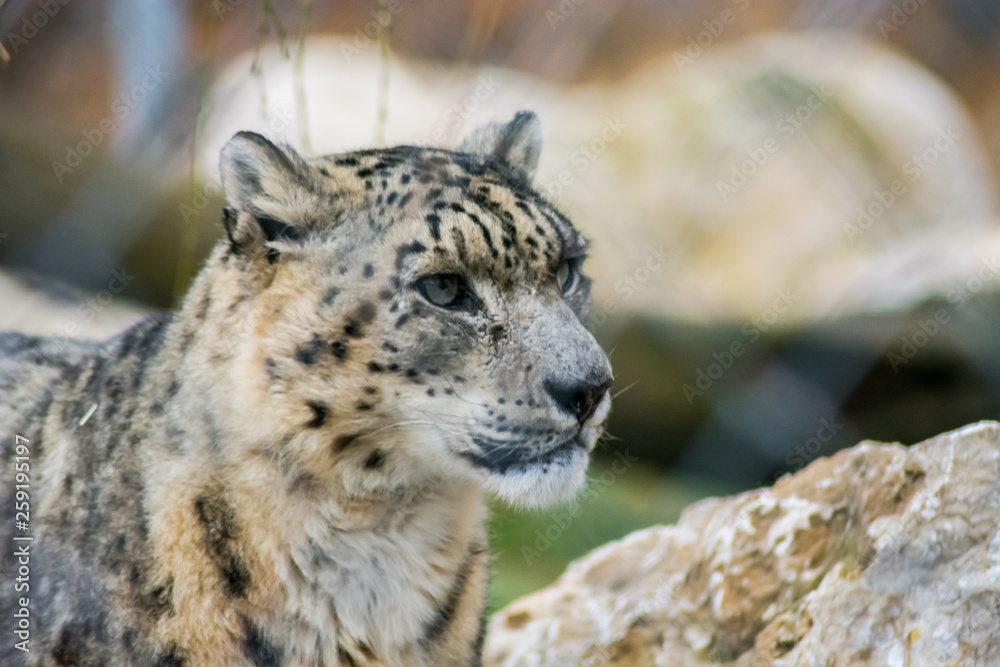 Portrait of a rare and beautiful snow leopard with spotted brown fur ...