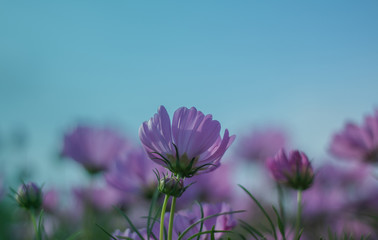 Wall Mural - Pink cosmos flowers bloom in the garden.