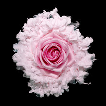 Close Up Of Pink Rose Against Black Background