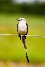 Scissor-tailed Flycatcher Resting On Barb-wire Fence