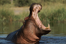 Male Hippopotamus Yawning In Water