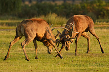Red Deer Fighting On Grassy Landscape