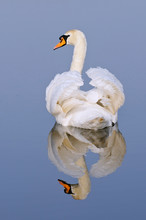 Mute Swan Swimming In Water