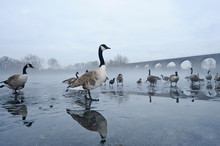 Canada Geese Standing On Frozen Lake