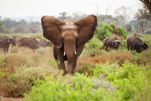 Elephant With African Buffalo In Kruger National Park