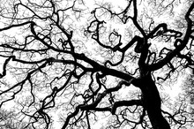 Bare Branches Of Sessile Oak Tree Against Sky