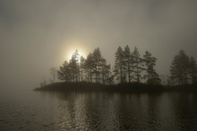 View Of Scots Pines Tree In Fog During Sunrise