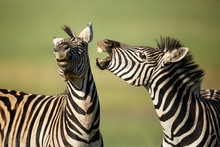 Two Zebra Fighting At Rietvlei Nature Reserve