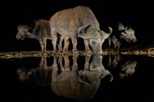 African Buffalo Drinking Water From Waterhole At Night