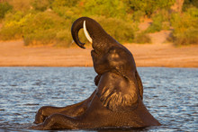 African Elephant Playing In River