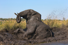 African Elephant Taking A Mud Bath Outdoors
