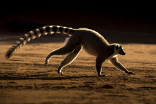 Ring Tailed Lemur Running At Berenty Reserve