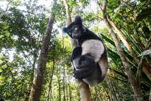 Indri Lemur Sitting On Tree In Forest