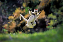 Portrait Of Verreaux's Sifaka Jumping Outdoors
