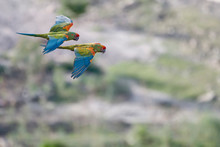 Flying Parrots Free Stock Photo Public Domain Pictures flying-parrots-free-stock-photo-public-domain-pictures