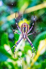 Wasp Spider, Argiope Bruennichi On An Orb Web In Krum, Bulgaria, Close Underside View