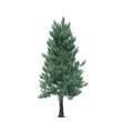 © chonlathit - single tree on white background, 3d rendering,clipping path