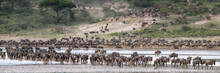Herd Of Blue Wildebeest†crossing Lake Due To Migration