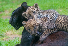 Black Panther With Cubs Playing On Her Back