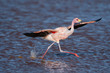© NaturePL - James's flamingo taking off from water