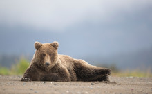 Grizzly Bear Resting At Lake Clark National Park And Preserve