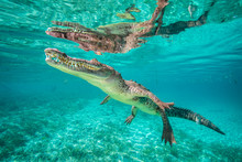 American Crocodile Swimming In Sea