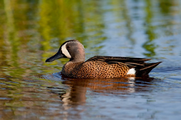 Wall Mural - Blue-winged Teal