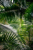 Fototapeta  - El Yunque National Forest in Puerto Rico 