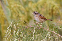 Swamp Sparrow (Melospiza Georgiana)