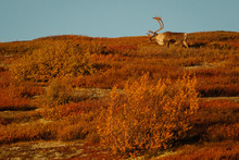 Big Caribou Male In Denali National Park In Fall Season, Alaska