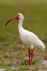 Wall Mural - White Ibis (Eudocimus albus)