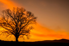 Fiery Sunrise Behind An Old Oak Tree On A Hilltop.