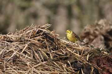 Poster - Yellowhammer