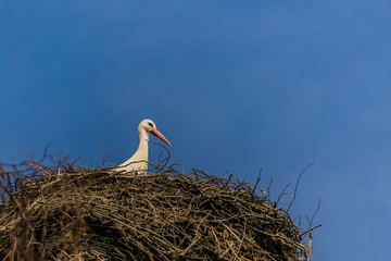 A white stork with red beak sitting on nest made of little brown twigs, sunny spring day, bright blue sky, copy space