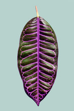 Green Leaf With Purple Veins