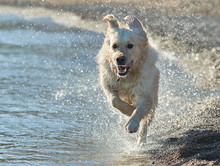 Golden Retriever Running In Water