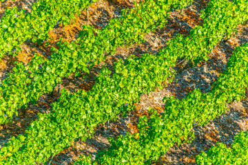 Vineyards near Bacharach in Germany