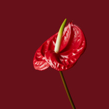 Red Calla, Heart Shape On A Red Background
