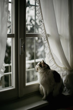 Siberian Cat Sits On Windowsill Enjoying The Sight Of Falling Snow Out Of Window