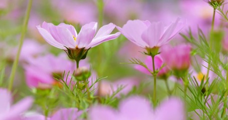 purple cosmos flower close up