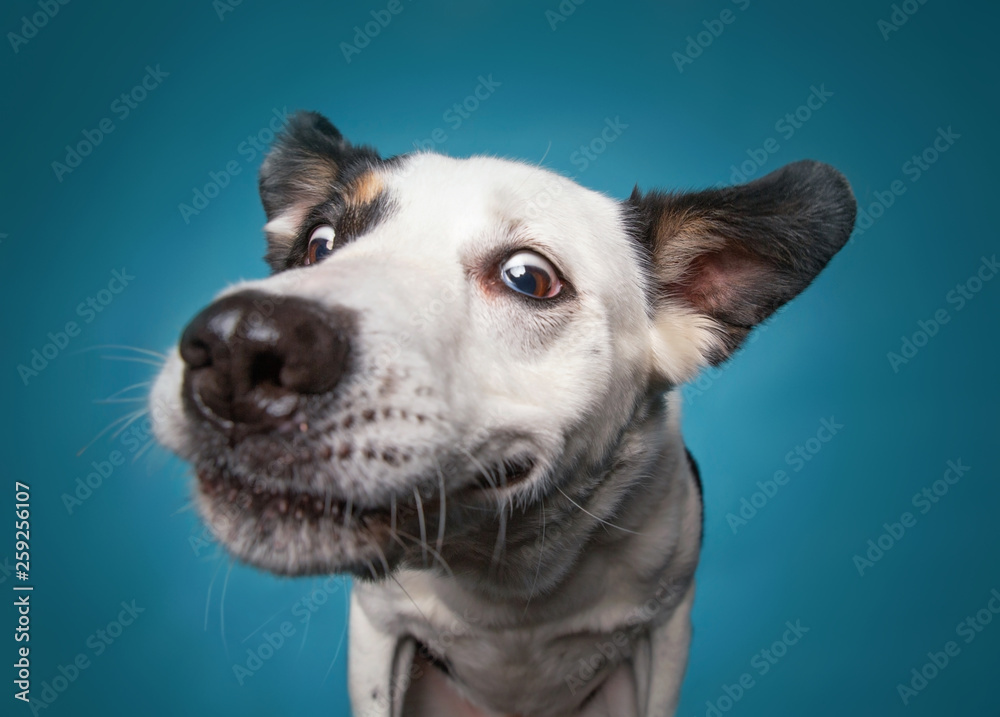 border collie catching a treat with a wide open mouth in a studio shot isolated on a blue background - obrazy, fototapety, plakaty 