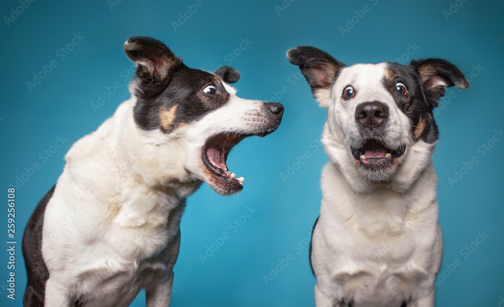border collie barking with a wide open mouth in a studio shot isolated on a blue background - obrazy, fototapety, plakaty 